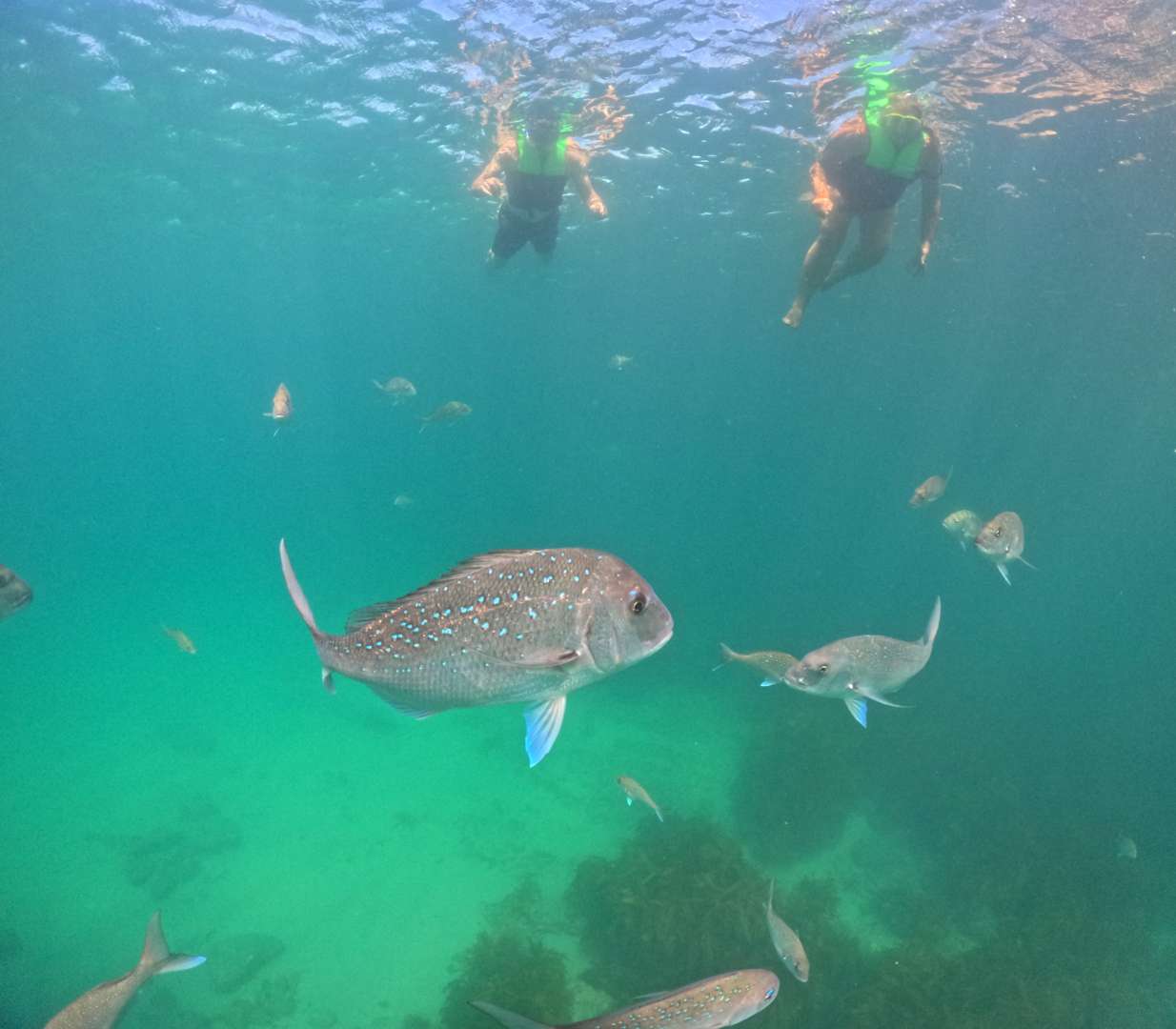 Get a chance to Snorkeling in Te Whanganui-o-Hei Marine Reserve